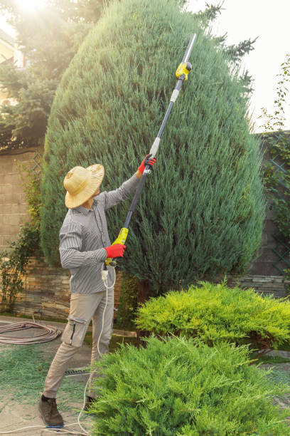 Professional Tree Removal and Landscaping Services in Carpinteria, CA